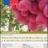 Ficha Iniciativa FIA : Nueva Variedad de Uva de Mesa Chilena, para el Mercado Premium de Asia y su Introducción a la Industria Frutícola Nacional e Internacional