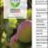 Ficha Iniciativa FIA : Revalorización del Vinagre de Manzana de Pequeños Agricultores de Frutillar: Una Alternativa de Desarrollo