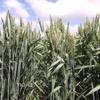 PYT-2012-0105 - Implementación de un modelo de negocios para productores y panificadores de la cadena trigo-harina-pan de La Araucanía, enfocado en calidad y en el desarrollo de una línea de productos diferenciados nutricionalmente