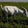 Manejo de ganado caprino