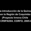 Quinoa en región de Coquimbo, zona arida de Chile CEAZA