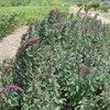 Consideraciones para cosecha mecanizada de quinoa