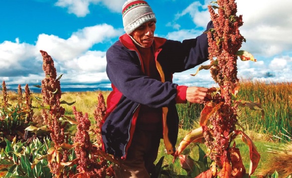 Quínoa, el súper alimento que gana espacio en Chile