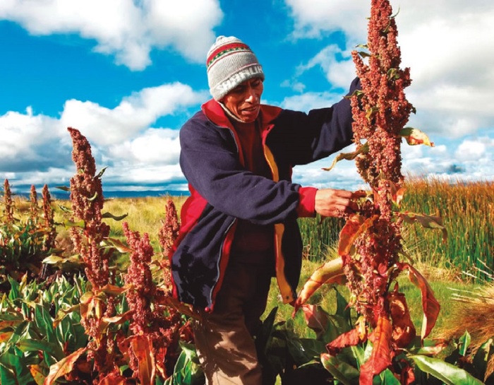 Quínoa, el súper alimento que gana espacio en Chile