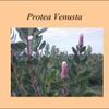 Protea venusta
