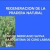 Regeneración de la pradera natural con Medicago sativa (alfalfa), bajo cero labranza